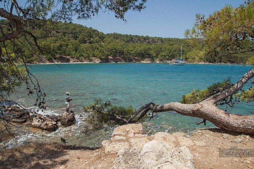 A coastal landscape with clear turquoise water, a rocky shoreline, and a fallen tree branch. 4