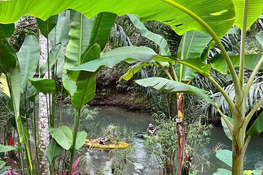 Mangrove Kayak 3