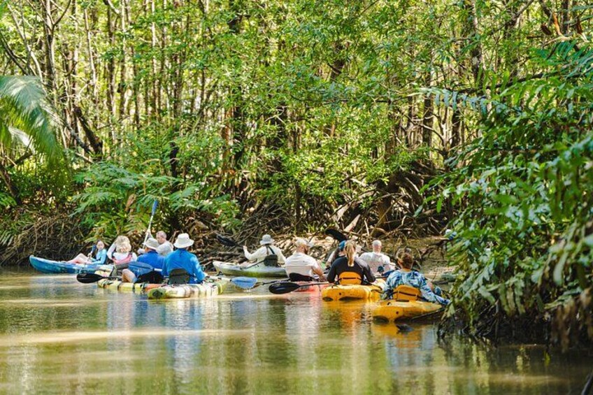 Mangrove Kayak 2