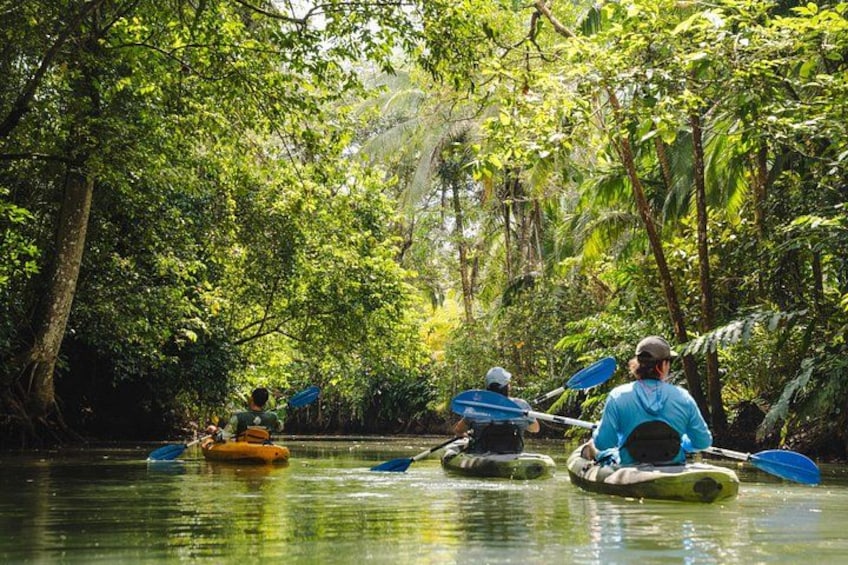 Mangrove Kayak 1