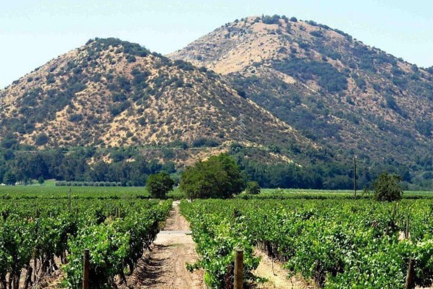 Ein Weinberg mit Reihen von Reben, die zu einem Berg führen. 2