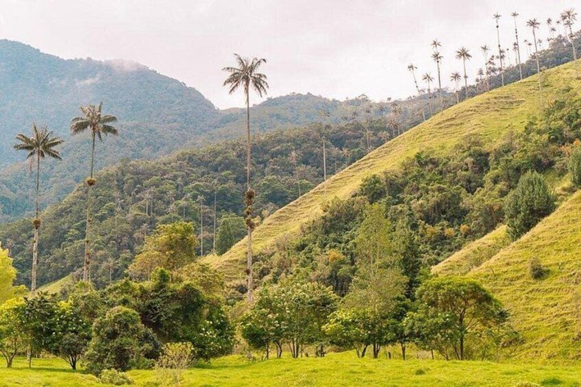 A hilly landscape with palm trees and dense green vegetation. 1
