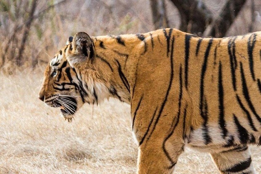 Tiger Safari-Ranthambore National Park 2