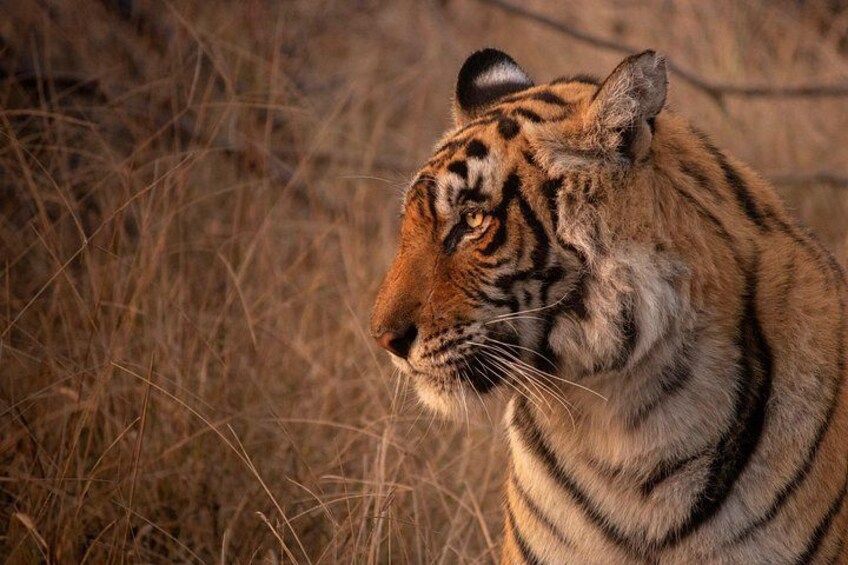 Tiger Safari-Ranthambore National Park 3