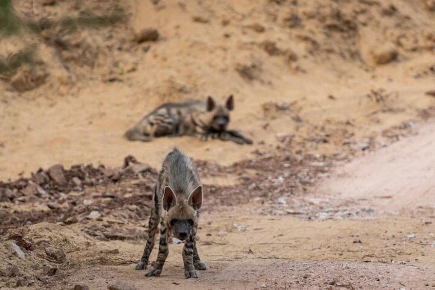 Tiger Safari-Ranthambore National Park 2