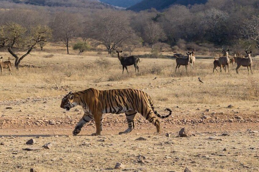 Tiger Safari-Ranthambore National Park 4