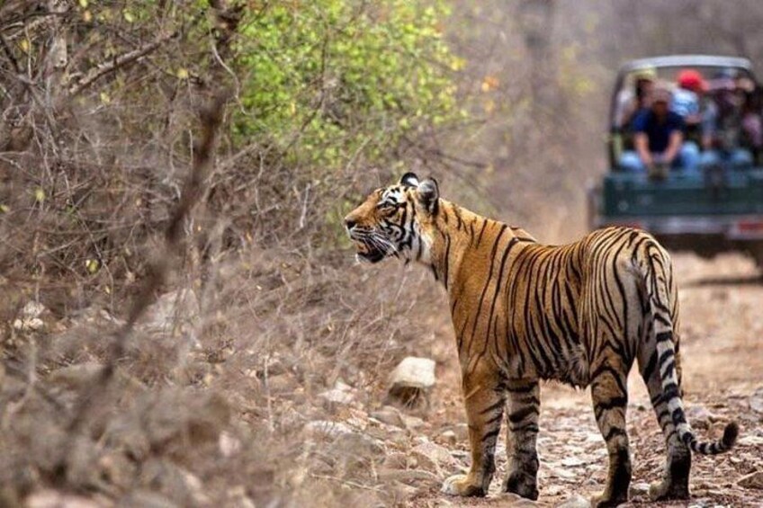 Ranthambore Tiger Safari 1