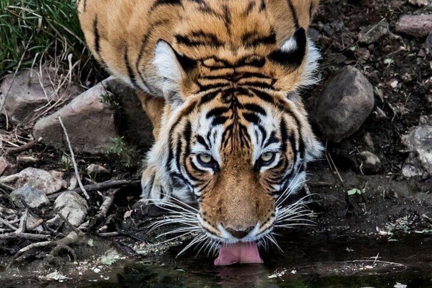 Tiger Safari-Ranthambore National Park 5