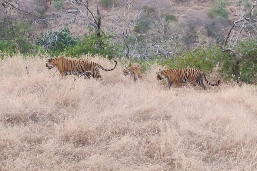 Three tigers walking through a dry grassland with sparse trees in the background. 1
