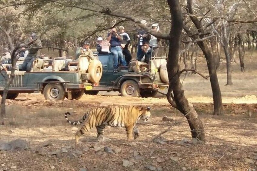 A safari vehicle with passengers observing wildlife, including a tiger, in a dry forested area. 4
