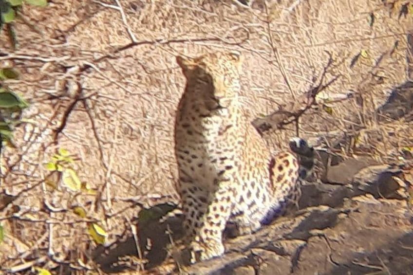 A leopard in a natural setting with rocky terrain and sparse vegetation. 2