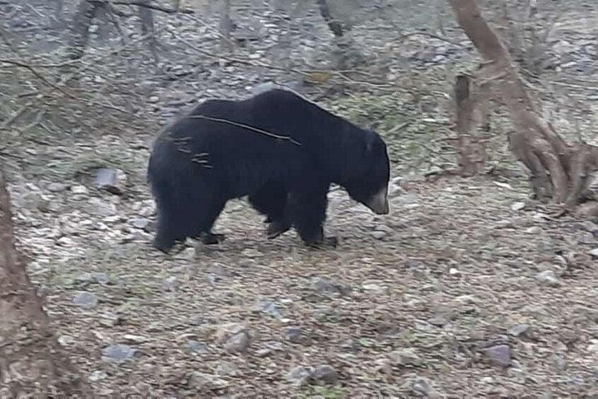 A black bear walking through a forested area with rocky ground and sparse vegetation. 3