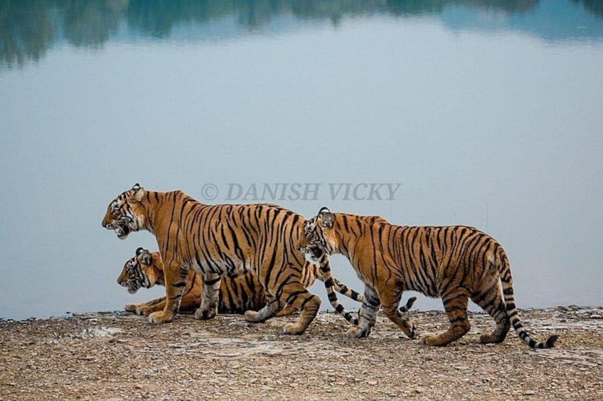A tiger with cubs by a calm body of water. 5