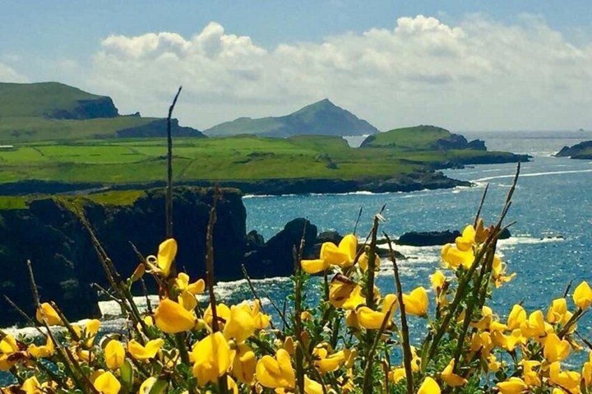 Et kystlandskab med gule blomster, grønne bakker og havet. 1