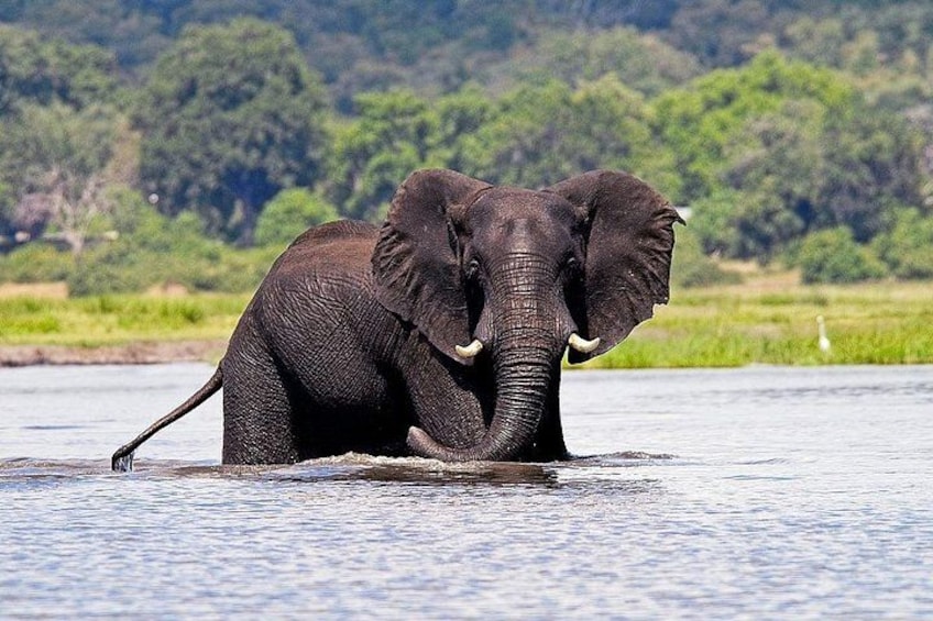En elefant i vand med en skov i baggrunden. 2