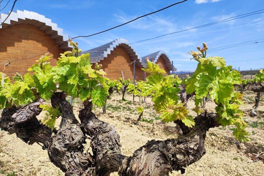 Rioja Full Experience Tour from San Sebastian with Lunch 1