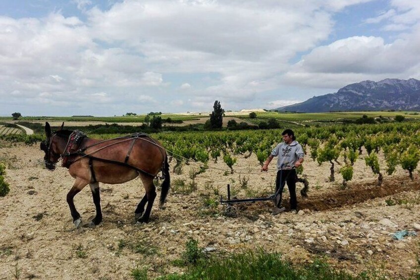 Full-Day Private Cultural and Gastronomic Adventure in Rioja