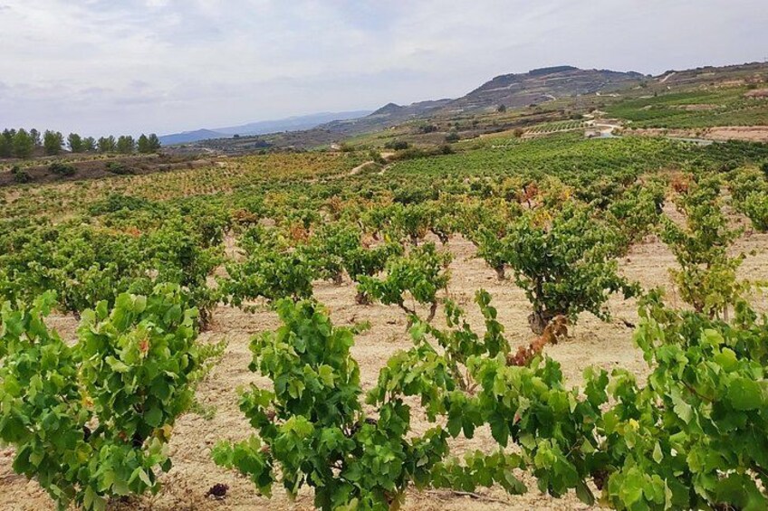 A vineyard with rows of grapevines. 3