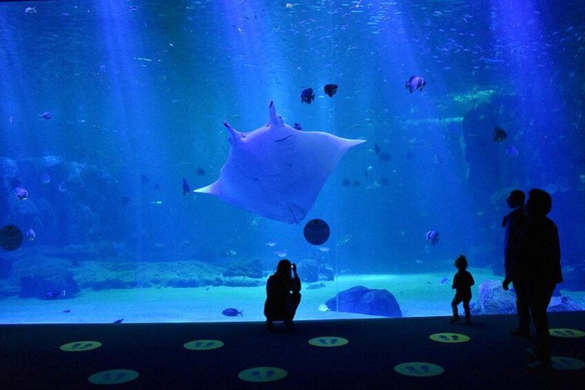 An aquarium with a manta ray swimming above the water, people observing, and various fish in the background. 3