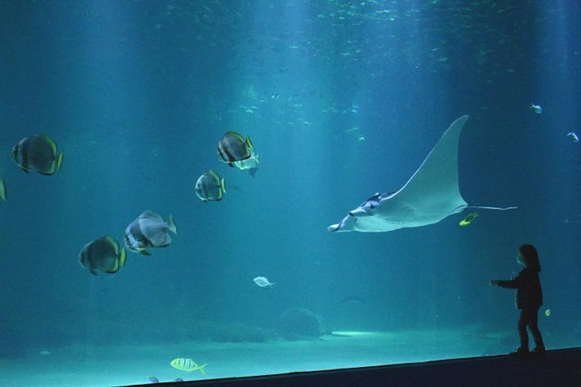 An underwater aquarium with manta rays and various fish species. 4