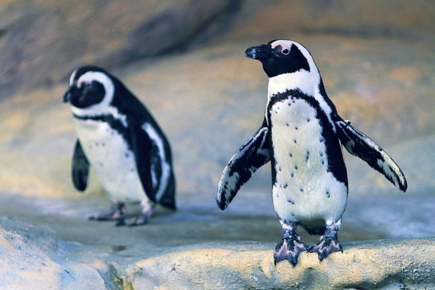 Two penguins standing on a rocky surface. 2