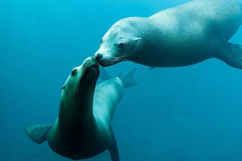 Two seals swimming underwater. 3