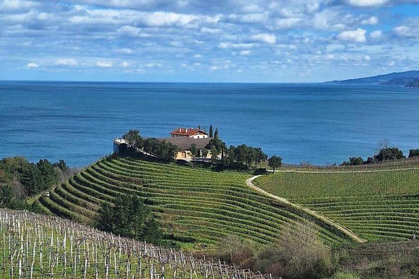 A coastal vineyard with terraced fields and a house overlooking the sea. 1
