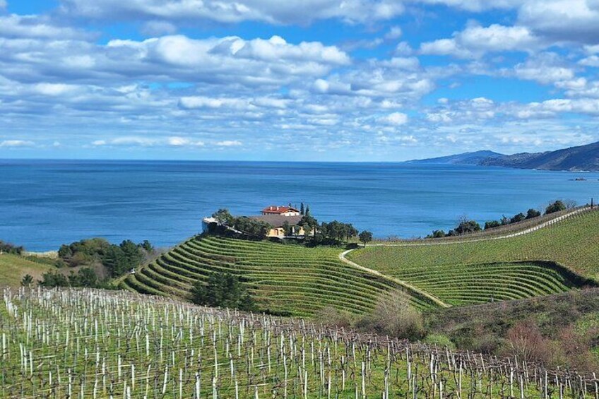 Private Txakoli Wine Tour through the Coast from San Sebastian 2