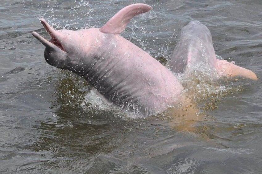 A dolphin leaping out of the water. 1