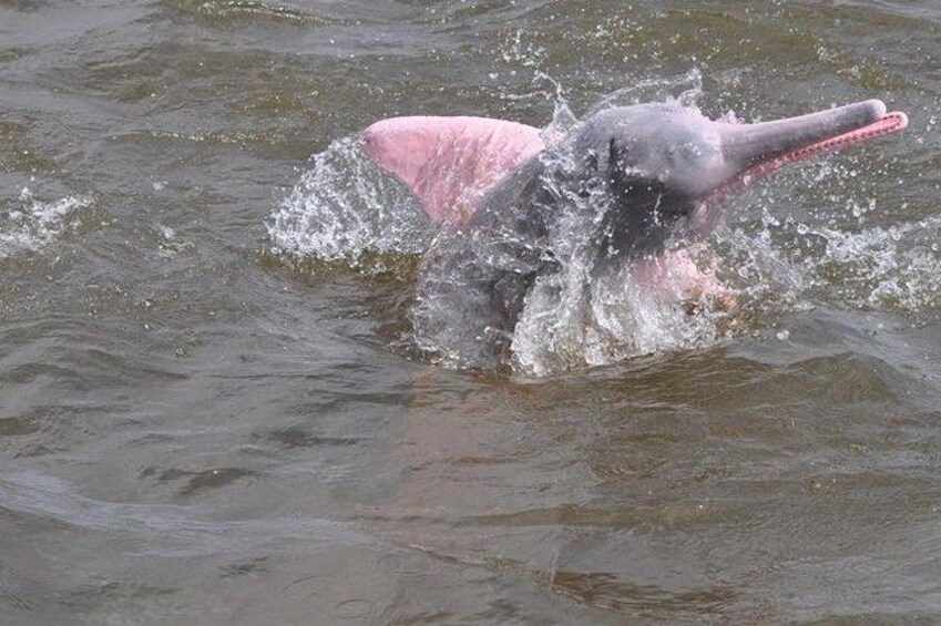 A dolphin leaping out of water. 2