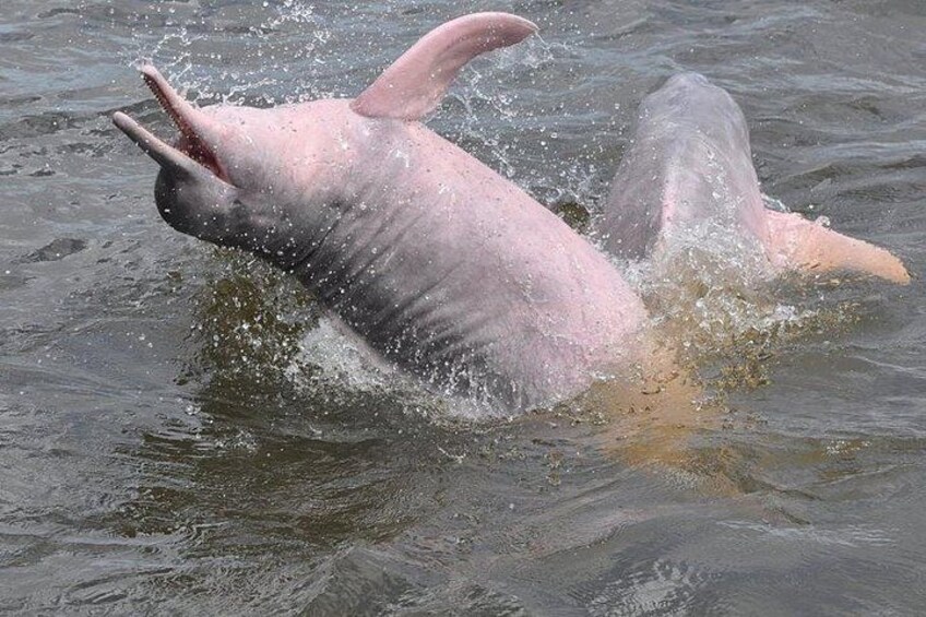 En delfin som hoppar upp ur vattnet. 1
