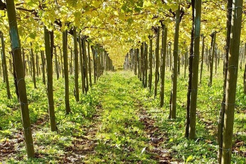 Getaria Txakoli wine tour from San Sebastian 4