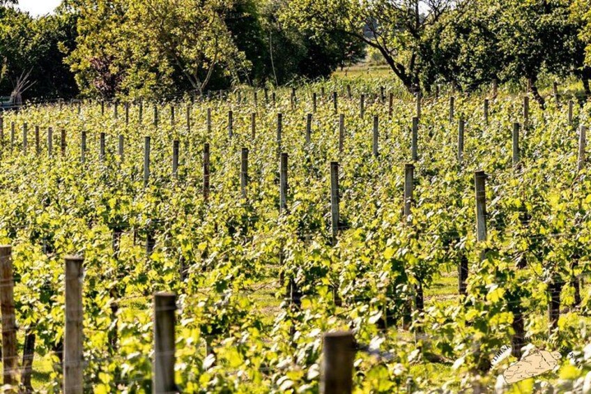 De longues rangées de vignes dans un vignoble. 2