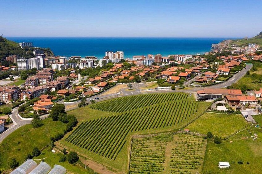 An aerial view of a coastal town with residential buildings, vineyards, and a clear view of the ocean. 2