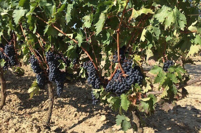 La Rioja wines and Laguardia tour from Bilbao 3
