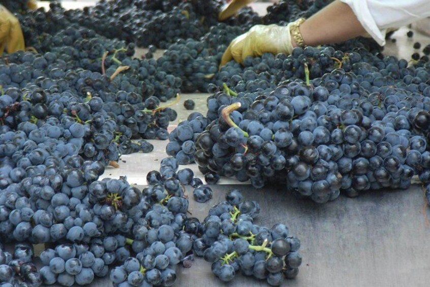 La Rioja wines and Laguardia tour from Bilbao 3