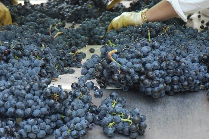 La Rioja wines and Laguardia tour from Bilbao 5