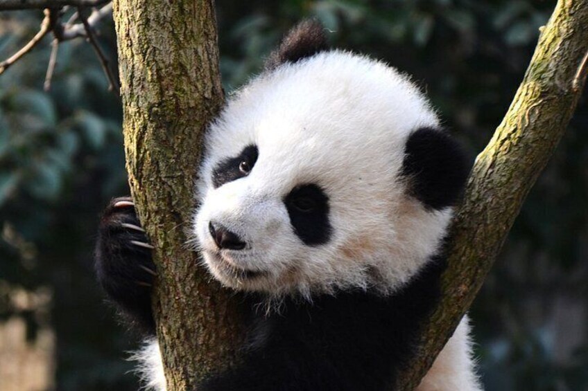 Un panda agrippé à une branche d’arbre. 1