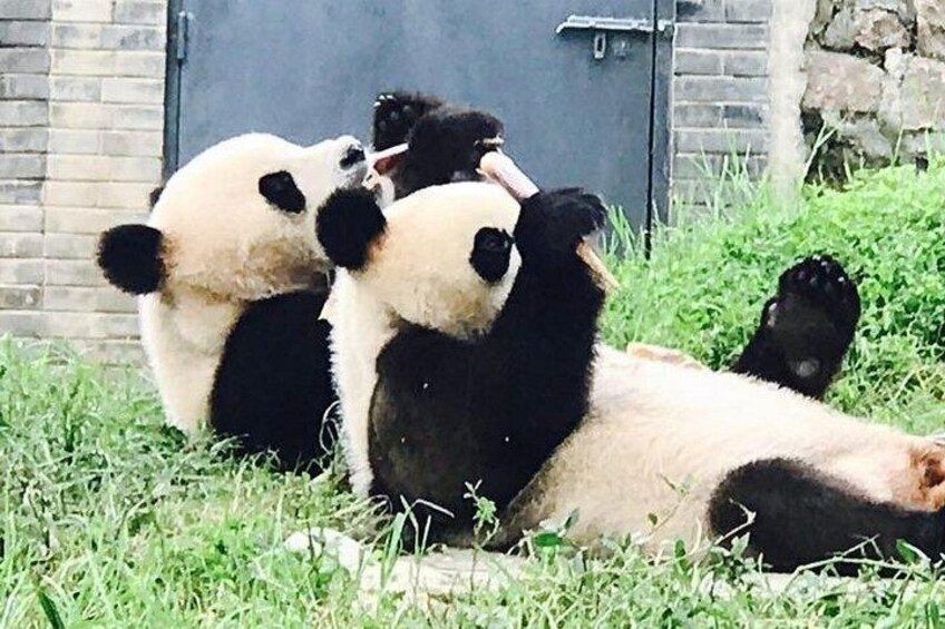 Pandas resting on grass with a brick wall and a door in the background. 1