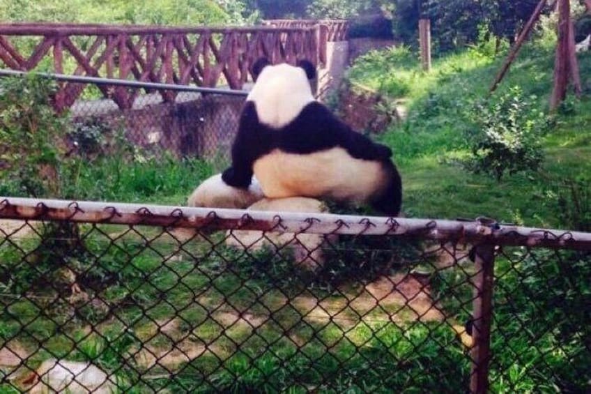 Un panda assis sur un rocher, entouré de verdure et d’une clôture en treillis métallique. 3