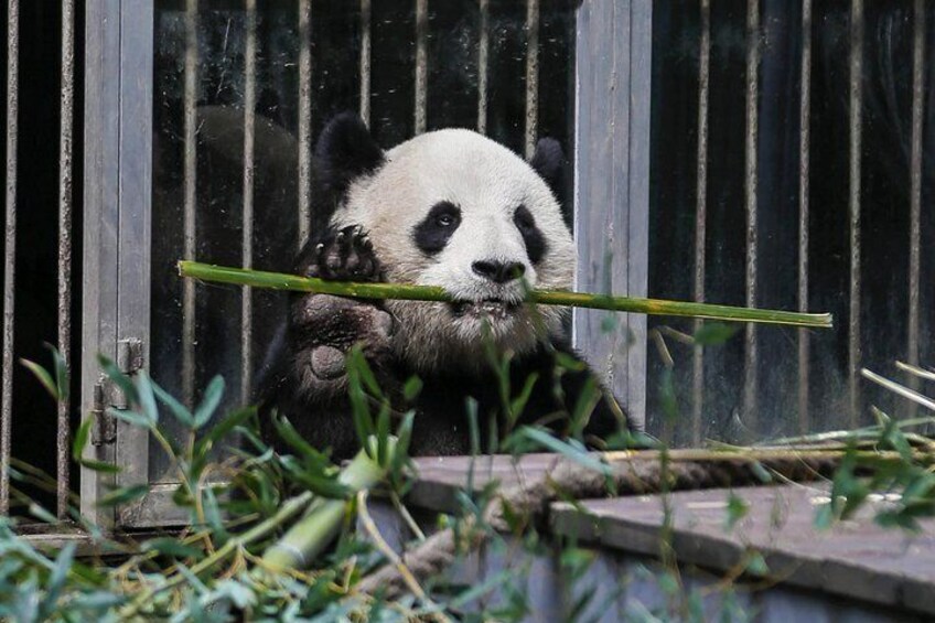 Un panda tenant un bâton de bambou. 5