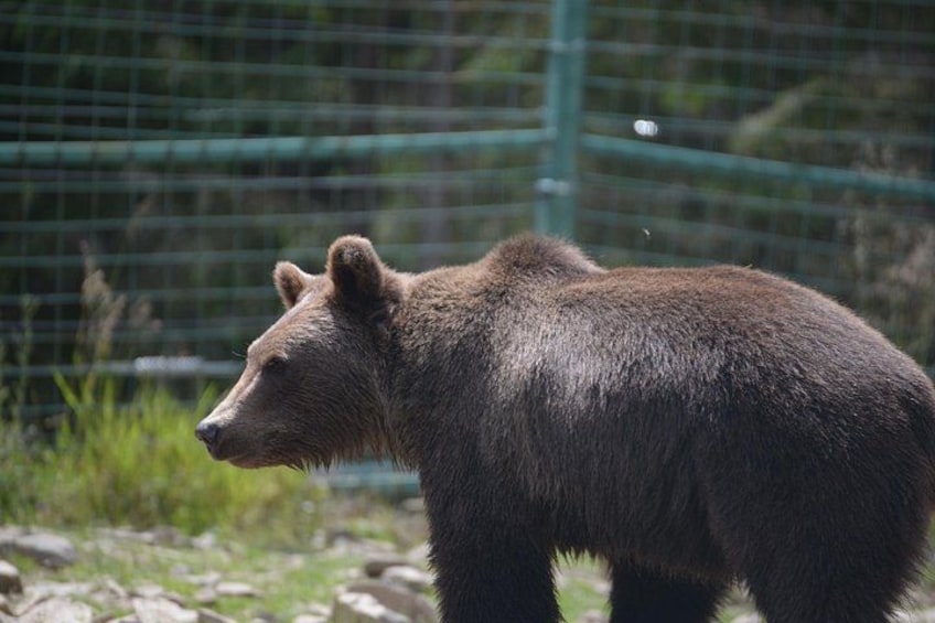 A bear standing in a fenced enclosure with a green fence and some grass in the background. 1