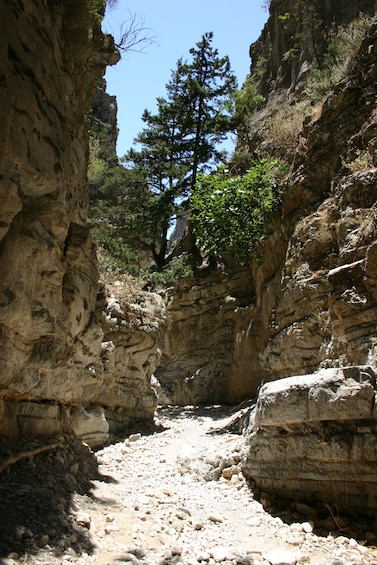 Un cañón rocoso con un sendero estrecho, un árbol grande y formaciones rocosas estratificadas. 1