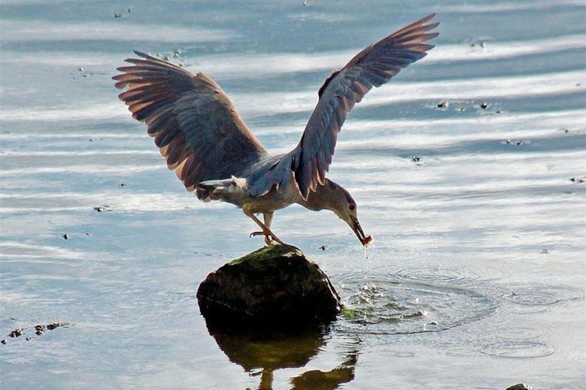 Een vogel die landt op een rots in het water. 2