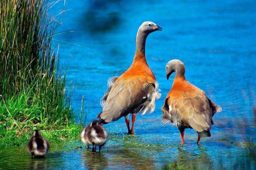 Twee volwassen vogels en een eendje in een ondiep water met gras aan de oevers. 3