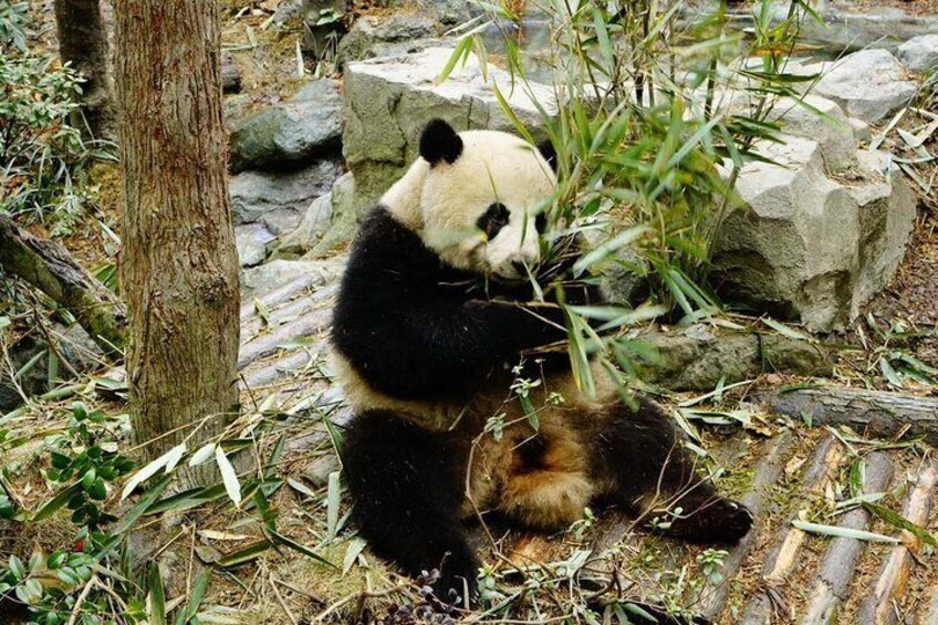 Chengdu Research Base of Giant Panda