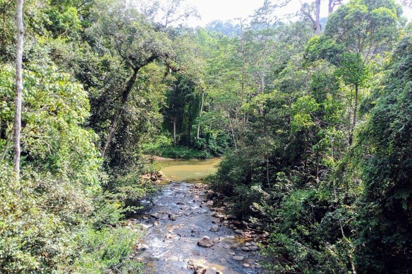 A forested area with a stream running through it. 5