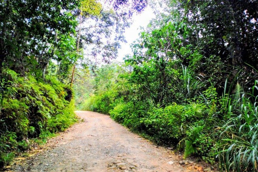 A dirt path surrounded by dense green foliage. 2