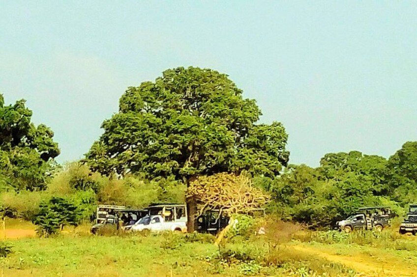 A tree, a white vehicle, and a grey vehicle in a grassy area. 1