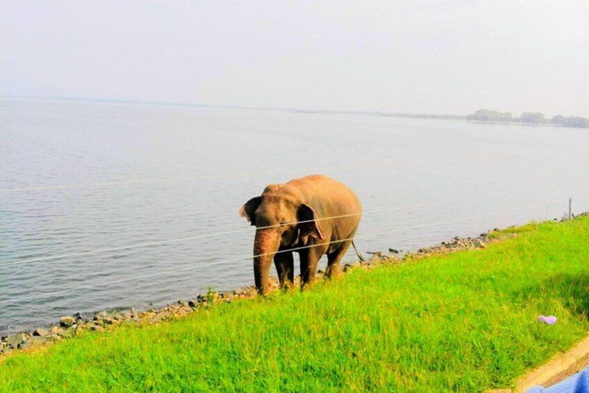 An elephant standing by a riverbank. 3